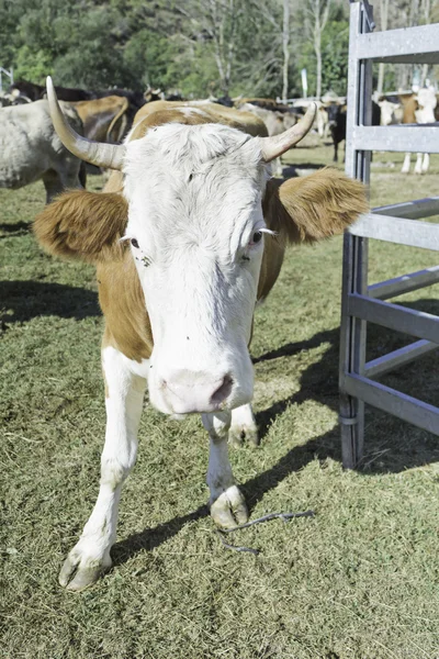 Cow in natural meadow — Stock Photo, Image