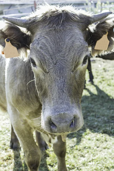 阳光明媚的草地上牛 — 图库照片