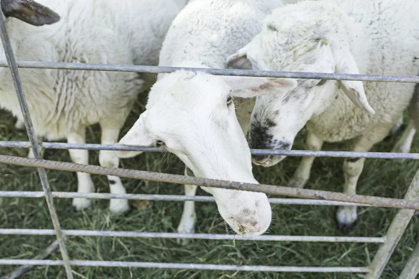 Sheep in farm animals — Stock Photo, Image