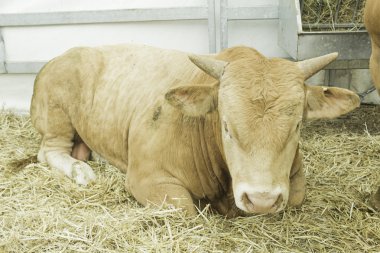 İneği ahıra yalan