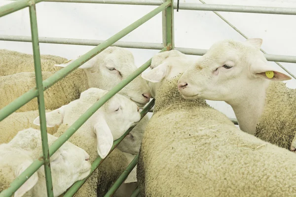 Animals sheep — Stock Photo, Image