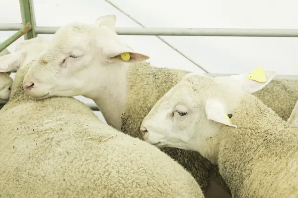 Ovce na ranči — Stock fotografie