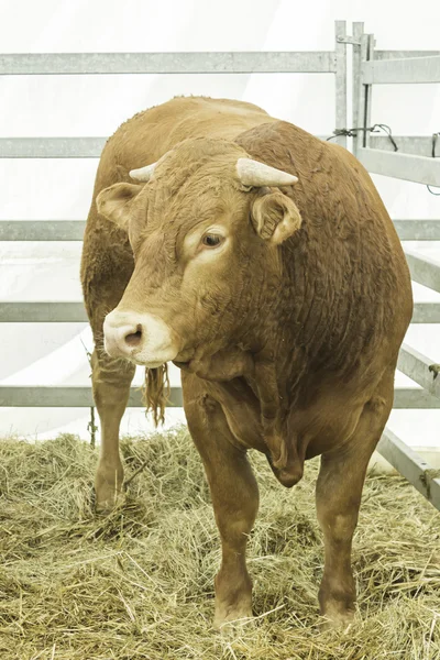 Kráva na slámě — Stock fotografie