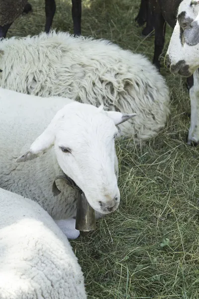 Young sheep flocks — Stock Photo, Image