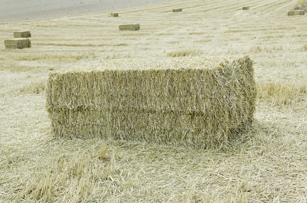 与小麦的干草堆 — 图库照片