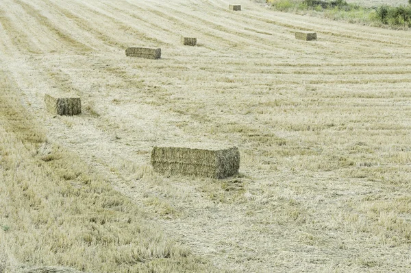 Pole pšenice a sláma — Stock fotografie