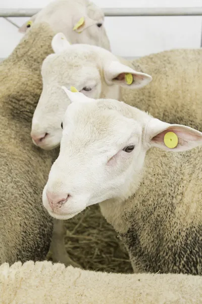 Skot ovce — Stock fotografie