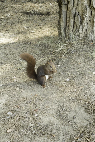 Squirrel in nature — Stock Photo, Image