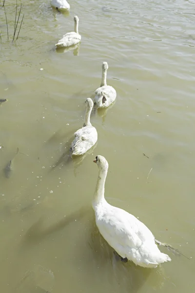 Семейные лебеди — стоковое фото