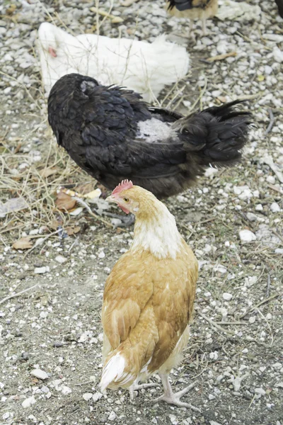 Hühner frei — Stockfoto
