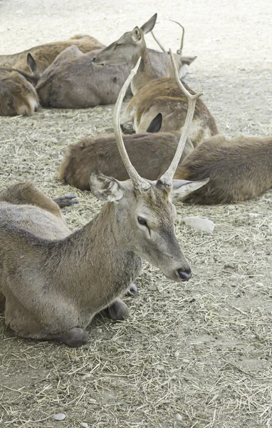 Herd of wild deer — Stock Photo, Image