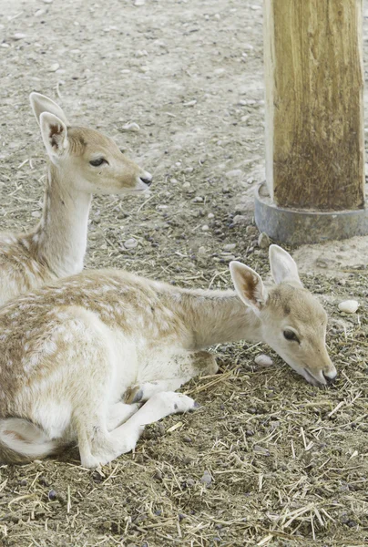 Couple of deer — Stock Photo, Image