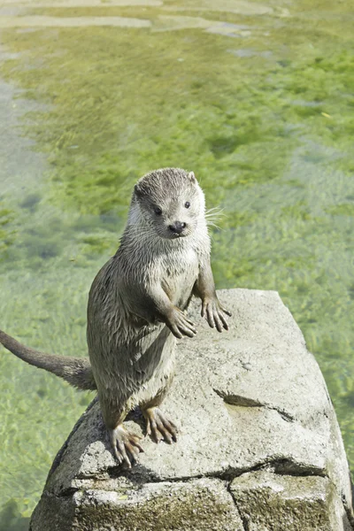 Loutre debout — Photo