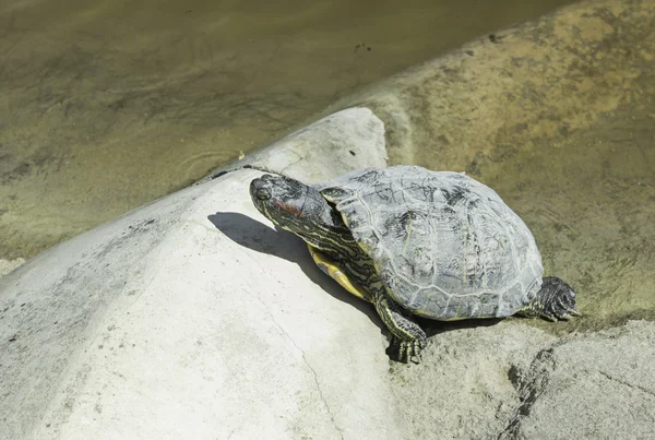 Tortue sur le rivage — Photo