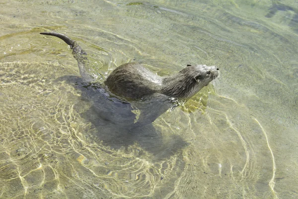 Otter natation — Photo