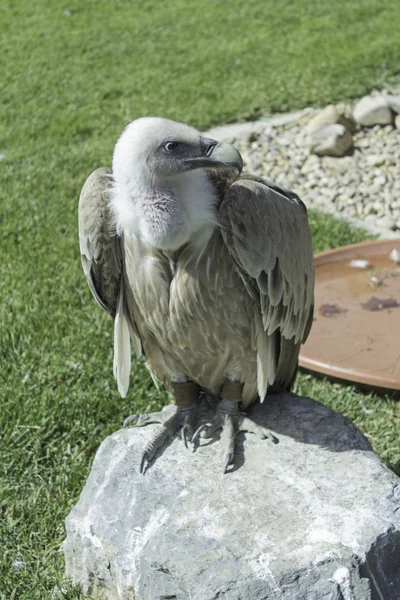 Avvoltoio selvatico — Foto Stock