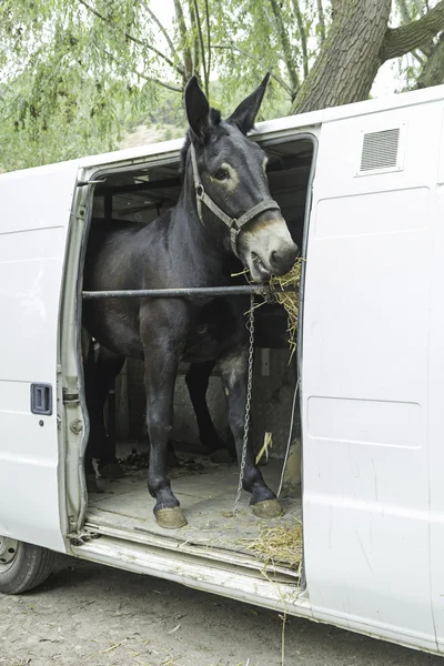 Donkey in van — Stock Photo, Image