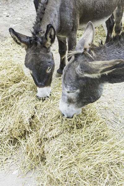 Donkeys eating straw — Stock Photo, Image