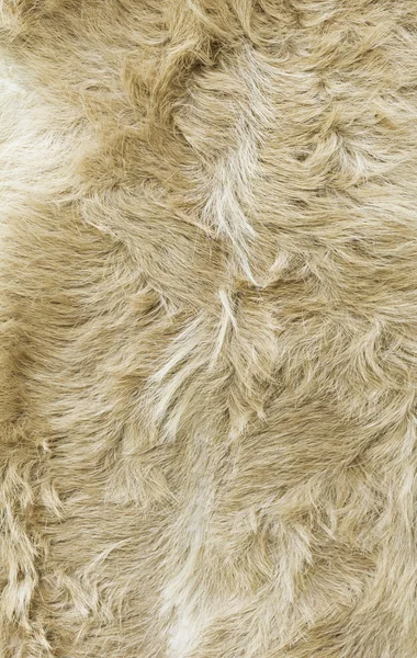 Goat skins brown — Stock Photo, Image