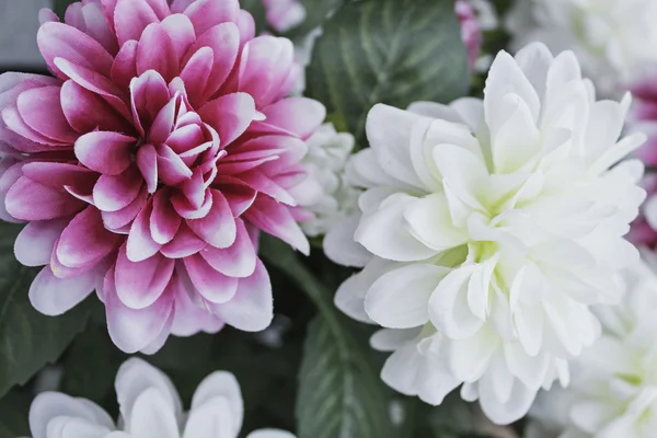 Opvallende decoratieve bloemen — Stockfoto