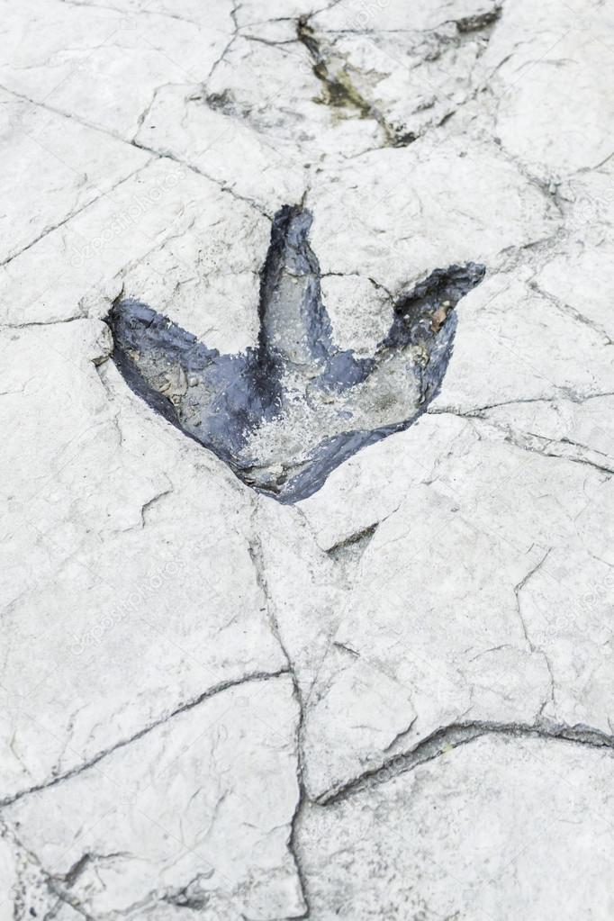 Ancient dinosaur footprint