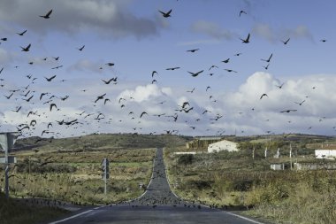 geçirme kuşlar yol