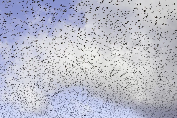 Vogels migreren — Stockfoto