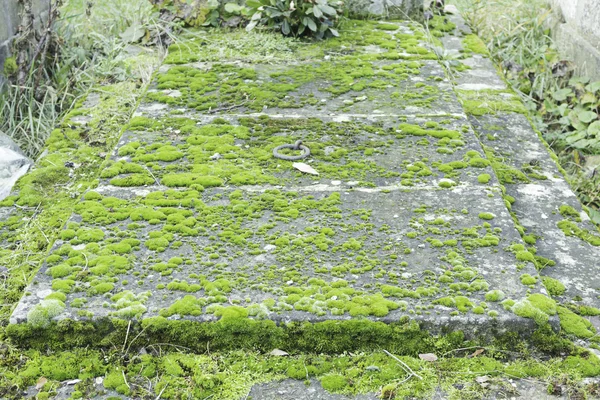 Küflü mezar — Stok fotoğraf