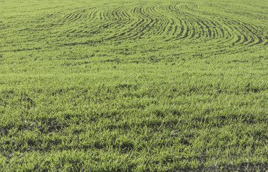 ekili bitki örtüsü