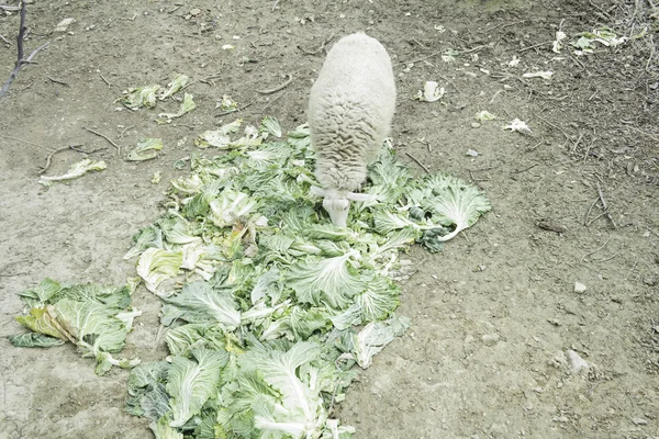 Marul yiyen koyunlar — Stok fotoğraf