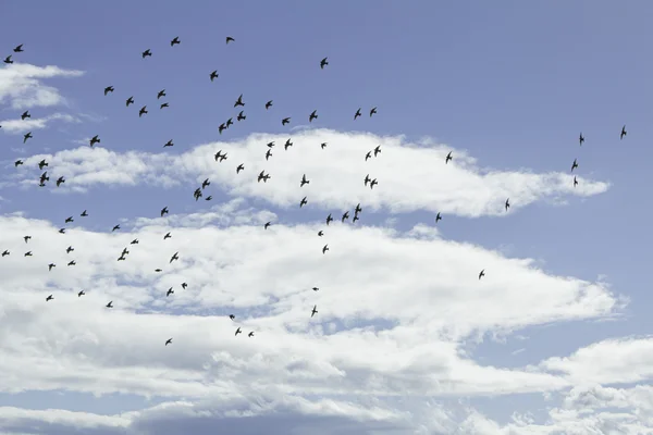 Vögel im Flug — Stockfoto