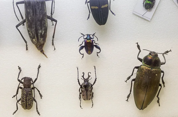 ゴキブリやカブトムシ — ストック写真