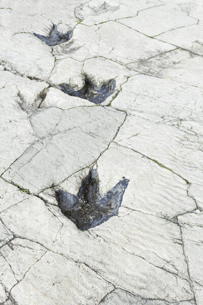 Следы отмечены
