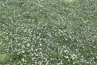 Yaz aylarında papatyalar