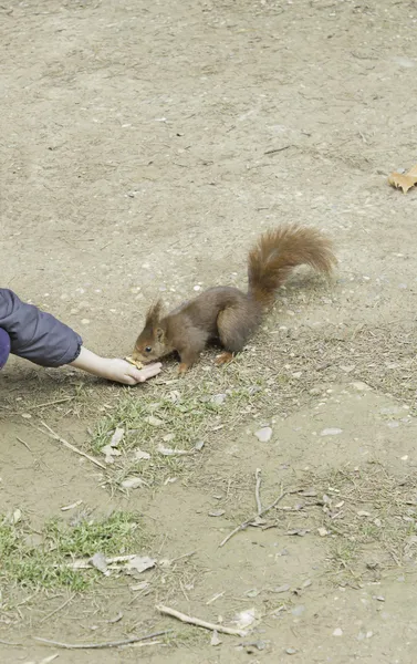 Eekhoorn in de natuur — Stockfoto