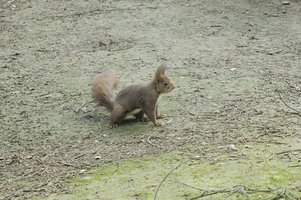 Eichhörnchen und Blätter — Stockfoto