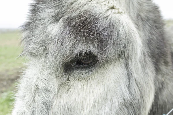 Oči Osel — Stock fotografie