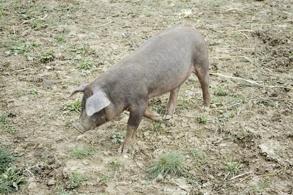Свинья в природе — стоковое фото