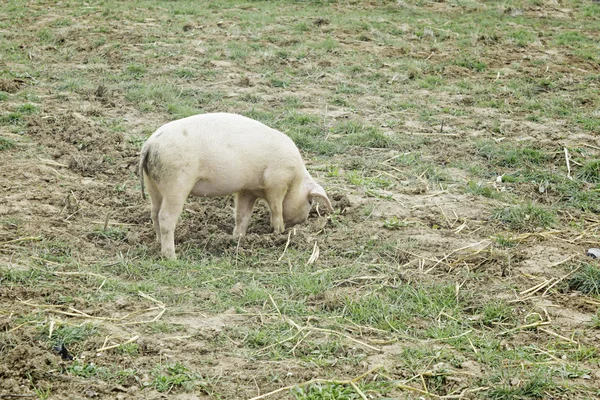 Varkensvlees grazen — Stockfoto