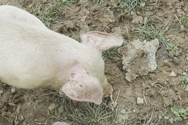 Błotniste świnia — Zdjęcie stockowe