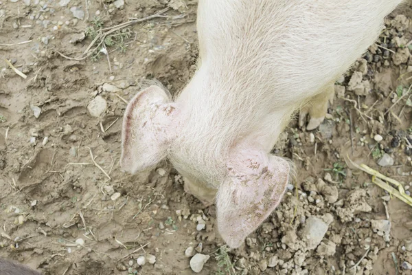 Świnia w błocie — Zdjęcie stockowe