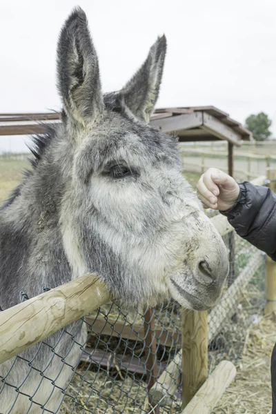 Friendly donkey — Stock Photo, Image