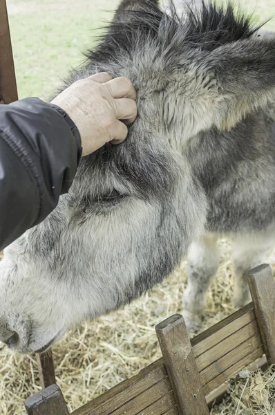 Loving donkey — Stock Photo, Image
