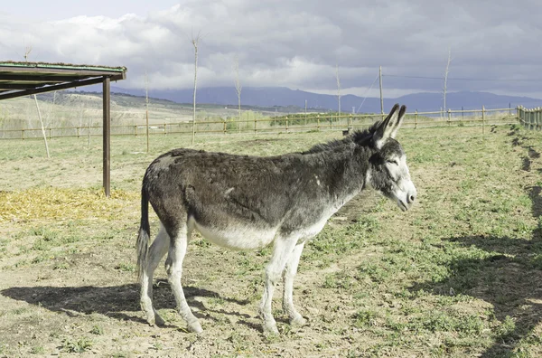 Old donkey — Stock Photo, Image