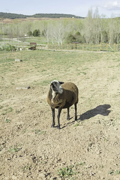 Zwarte schapen — Stockfoto