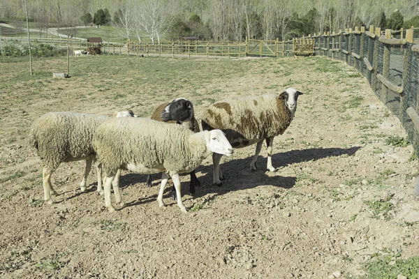 国内羊 — 图库照片