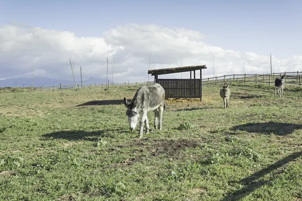 Manada de burros — Foto de Stock