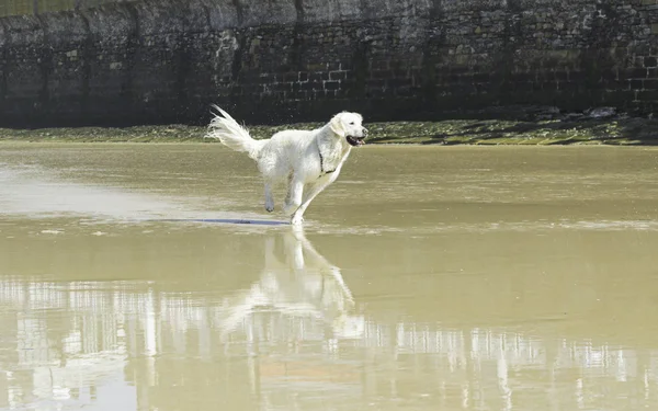 Dog playing — Stock Photo, Image