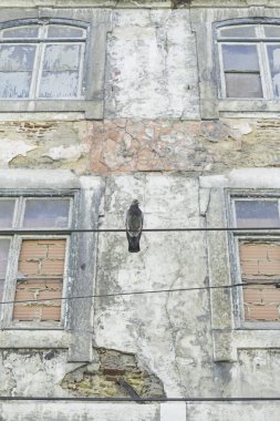 Güvercin terk edilmiş evde