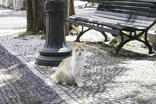 Turuncu kedi sokak — Stok fotoğraf